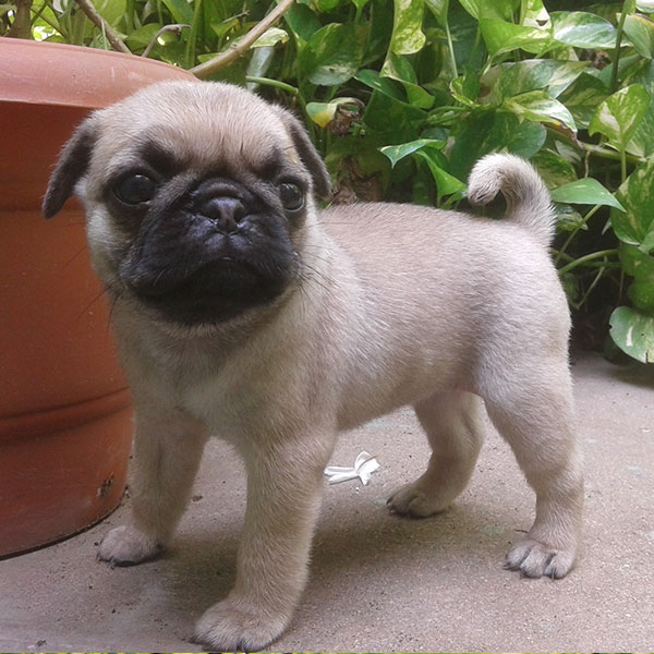 Fawn Pug Puppies ready to go now